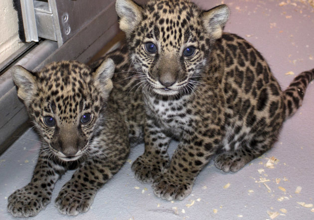 This Dec. 16, 2012 photo shows two baby jaguar cubs born at the Milwaukee County Zoo in November. Jaguars are an endangered species. Stacy Johnson, coordinator of the jaguar species survival plan for the American Zoo and Aquarium Association, said heir birth was a big deal because their father was born in the wild and brings new genes to zoos. (AP Photo/Milwaukee County Zoo)
