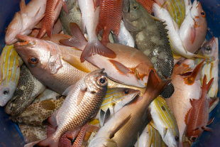 Steer clear of this seafood that's bad for you and the environment