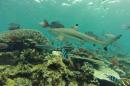 Sharks Need Healthy Coral Reefs, 10-Year Study Finds