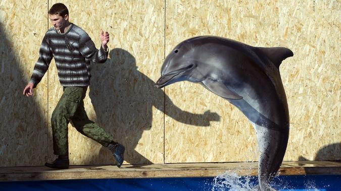 Scientists Move One Step Closer to an Actual Dolphin-to-Human Translator