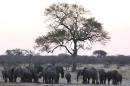 A herd of a elephants gather at a water hole in Zimbabwe's Hwange National Park