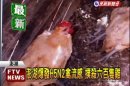 澎湖爆禽流感 撲殺六百隻雞.