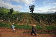 Workers walks past a vineyard at the Red Mountain estate in Shan State, Myanmar on August 5, 2012. Although it is known for its fertile soil, the country's tropical climate and relatively short days during the June-July budding period mean only a few grape types are able to thrive