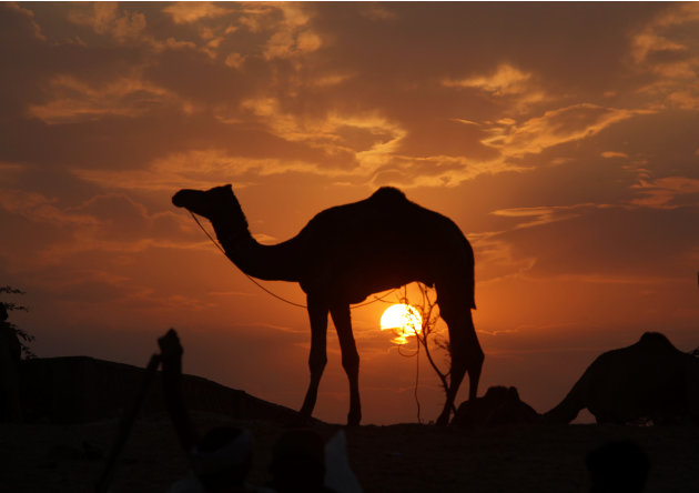 A camel is seen shillouted against setting sun at the Pushkar fair, in the Indian state of Rajasthan, Friday, Nov. 4, 2011. Pushkar, located on the banks of Pushkar Lake, is a popular Hindu pilgrimage