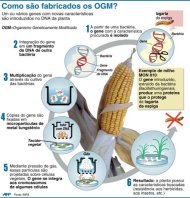 Gráfico do processo de fabricação dos OGM