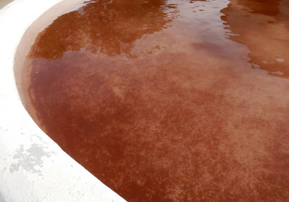 Mysterious 'Blood Rain' Tints Water a Gruesome Hue