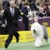 Colton Johnson shows off Swagger, an Old English Sheep Dog, winner of the hearding group, during the Westminster Kennel Club dog show Monday, Feb. 11, 2013, at Madison Square Garden in New York.(AP Photo/Frank Franklin II)