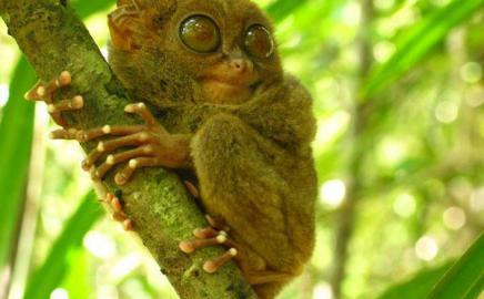 'Monyet' Terkecil di Dunia Ada di Sulawesi Utara