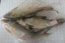 中市抽驗碼頭水產 2件魚類不合格.