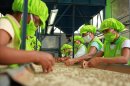 Proceso de selección de granos de café durante la visita de un centenar de representantes antidrogas de 23 países en la cooperativa cafetalera Oro Verde, en la ciudad de Tarapoto, en la región peruana de San Martín. EFE