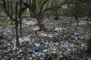 In this Oct. 23, 2013 photo, trash litters a forested area on the shores of Guanabara Bay in Rio de Janeiro, Brazil. Unless Brazil makes headway in cleaning up its waters, experts warn the games could pose health risks to athletes going for the gold and mar what officials hope will be their global showcase event. Rio de Janeiro will host the 2016 Olympic Games. (AP Photo/Felipe Dana)