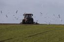Gulls fly near the tractor of a French farmer in a field in Ault near Le Treport