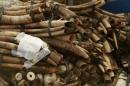 A pile of around 832 pieces of ivory weighing 2903kg, which was seized by Ugandan officials, lays in a storage facility at the revenues authority headquarters in Kampala