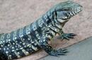 Exotic 4-Foot Lizards Invading Florida