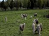 Ηράκλειο: Καβάτζα στα... πρόβατα