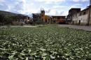 Coca leaves put to dry at the Mururata community in the Bolivian Yungas, north of La Paz, on November 23, 2014