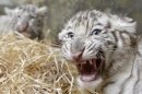 Photos: Rare white tiger cubs make their debut