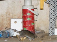Chuột hoành hành trong bệnh viện Chuot-3_061844