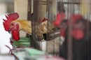 Chickens sit inside cages in a market in New Taipei City