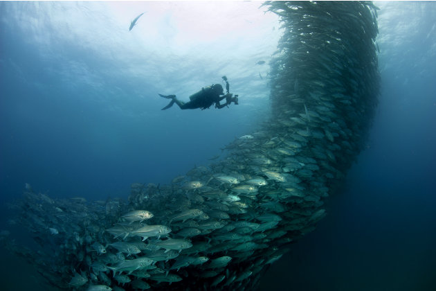 صور مذهلة لأسماك تعشق التصوير 7-CATERS-Diver-Takes-A-School-Photo-08-jpg_215023