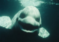 This male beluga whale named Noc can mimic the voices of humans, scientists report Oct. 23, 2012 in the journal Current Biology.