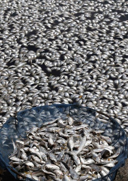 مرگ هزاران ماهی در تالابی در ریودو ژانیرو(برزیل).جندی شاپور البرز