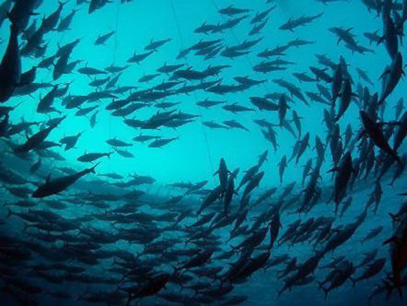 Cá ngừ vây xanh có giá lên tới 2.600 USD/kg. Kỷ lục lớn nhất về loại cá ngừ vây xanh được đấu giá là 736.000 USD