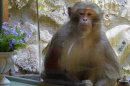 The Mystery Monkey of Tampa Bay