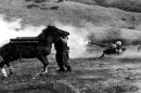The Real War Horse: The Life and Legend of the Marine Corps' 4-Legged Staff Sergeant
