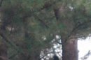 Handout photo of a black bear is seen in a tree in Brookline