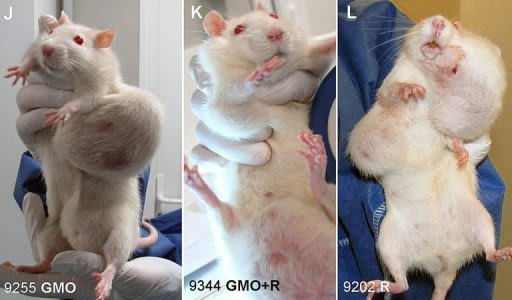 Ratos utilizados em experiência com milho da Monsanto
