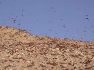 These short-horned grasshoppers can form highly mobile swarms, comprising more than 30 million locusts per square mile, which can travel up to 90 miles (150 kilometers) a day. Here an image from the 2004 desert locust swarm in Israel.