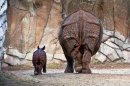Endangered Rhino Born at Texas Zoo