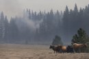 Cattle stand in a field as a smoke from the Rim Fire rises near Yosemite National Park, Calif., on Wednesday, Aug. 28, 2013. The giant wildfire burning at the edge of Yosemite National Park is 23 percent contained, U.S. fire officials said Wednesday. (AP Photo/Jae C. Hong)