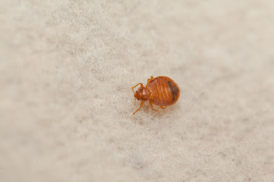 bed bug cities list for the 3rd year in a row. Orkin experts say bed ...