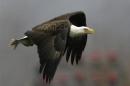 Bald eagle returns to nest after catching fish at Conowingo Dam on the Susquehanna River in Maryland