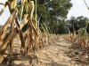 Corn plants struggle to survive on the drought-stricken farm of farmer Scott Keach, owner of the 2500 acre Keach Farm in Henderson