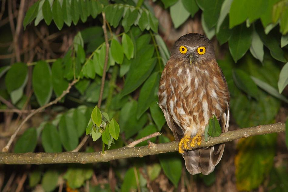 خلفيات حيوانات جميلة 07---Andaman-Hawk-Owl-jpg_105932
