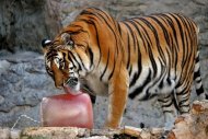 A tiger licking ice in downtown Rome's Bioparco Zoo on August 21. Giant meat-flavoured ice lollies for the tigers and lions and frozen fruit and watermelons for the monkeys: Rome's main zoo is resorting to some resourceful methods to battle the current heatwave