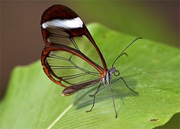 Ngất ngây vẻ đẹp của bướm …