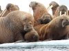Walruses Forced Ashore as Arctic Ice Disappears