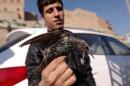 In this Monday, Dec. 29, 2014, photo, starling seller Mohammed Jamil shows a bird after it was purchased by a customer to set it free in Irbil, Iraq. Some will buy the birds to eat them as a delicacy, but most will buy them only to set them free as an act of mercy. This year, however, the nearby fighting with the Islamic State group has driven many of the skittish birds away. (AP Photo/Dalton Bennett)