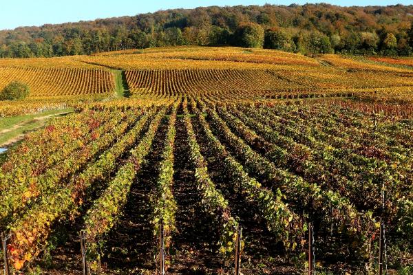 French pride fizzes as UNESCO lists Champagne and Burgundy vineyards