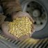 A handful of corn is shown as it is unloaded at the Lincolnway Energy plant in Nevada, Iowa