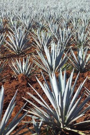 New tequila plant-based sweetener could be a healthier option for diabetics