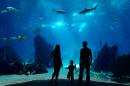 TripAdvisor has released its list of the best aquariums in the world.