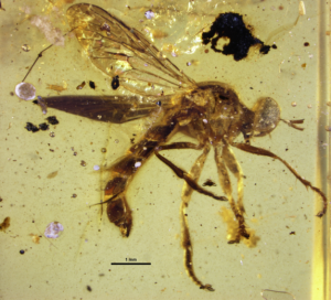 Ancient Assassin Flies Found in Amber
