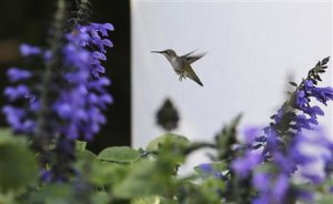 A hummingbird flies in the Rose Garden of the White …