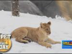 Lion Cubs Play in Zoo Olympics