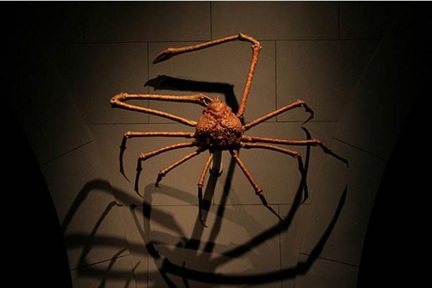 Cua tiền sử khổng lồ hay 'quái vật nhện' dưới đáy biển?